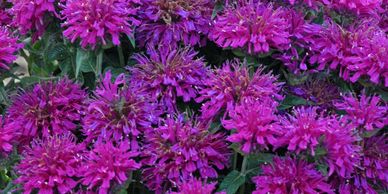A bunch of purple flowers that look like flowers (Bee Balm)