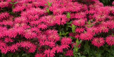 A bunch of pink perennial flowers that look like fireworks (Bee Balm, Leading Lady Razzberry)