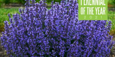 A bush of purple flowers (Catmint Cat's Pajamas)