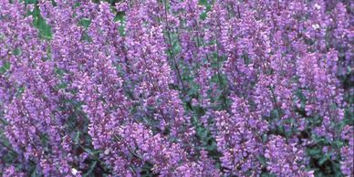 Light purple colored perennial flowers (Catmint, Walker's Low)