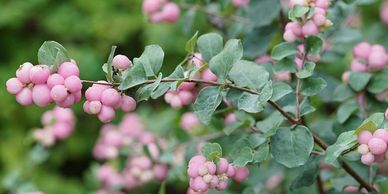 Clusters of pink Symphoricarpos, Proud Berry