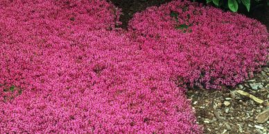 Beds of small pink flowers