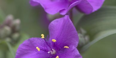 Small purple flower with fuzzy centers