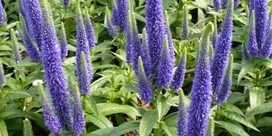 Blue flowers that grow in cob-like stalks (Veronica, Royal Candles)
