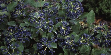 Viburnum, Blue Muffin