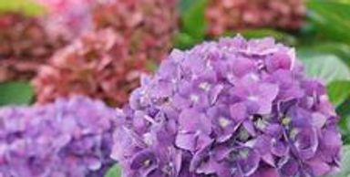 Purple hydrangea flowers