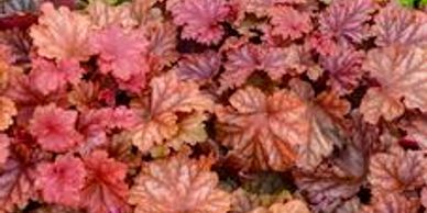Dark red colored leaves (Coral Bells, Primo Peachberry Ice)