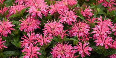 Bush with pink firework-looking flowers (Bee Balm, Leading Lady Pink)