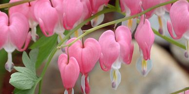 A pink flower shaped like a heart (bleeding heart plant)