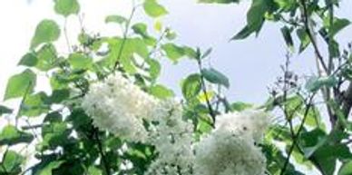 A bunch of white lilac flowers