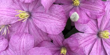 Bright purple perennial flowers with yellow stamens (Clematis, Comtesse De Bouchard)