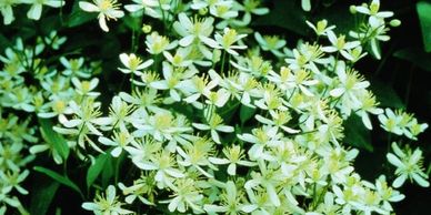 Small white flowers with yellow stamens (Clematis Paniculata)