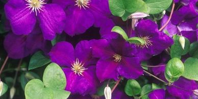 Purple flowers with yellow and white stamens (Clematis, Jackmanii)