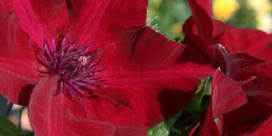 Vivid red flowers with red violet stamens (Clematis Nubia)