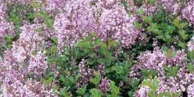 Bright pink lilac flowers