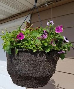 Green leaves and purple flowers in a hanging basket