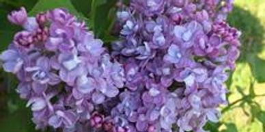 A bunch of blue purple lilac flowers