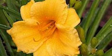 Yellow flower (Daylily, Stella D Oro)