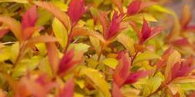 A spirea shrub with red and yellow leaves