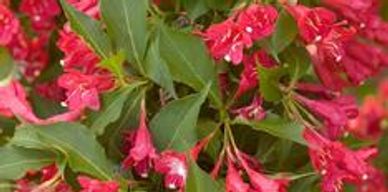 A weigela shrub with red flowers