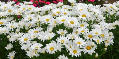 White flowers with smaller, yellow centers (daisy may)