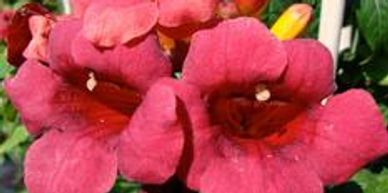 Red trumpet vine flowers