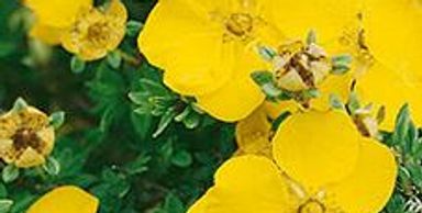 Yellow potentilla flowers