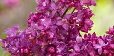 A bunch of dark pink lilac flowers