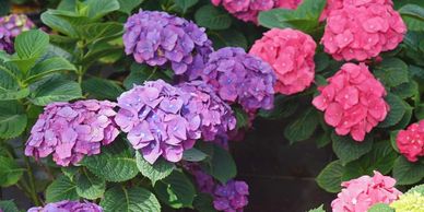 Hydrangea, Let’s Dance Big Band