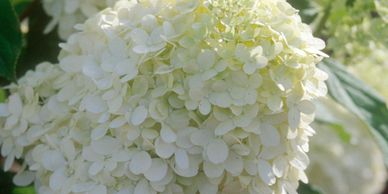 White colored hydrangea tree flowers