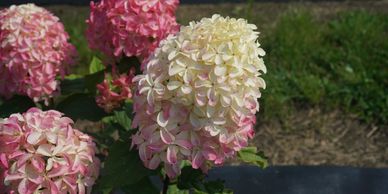 White and pink hydrangea flowers