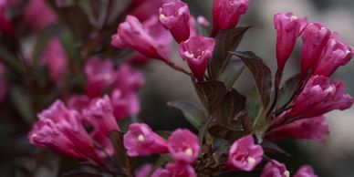 Weigela, Wine and Roses