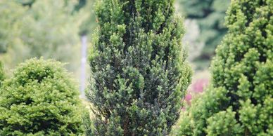 Yew, Stonehenge