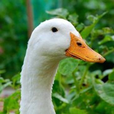 NJ Wedding Minister -