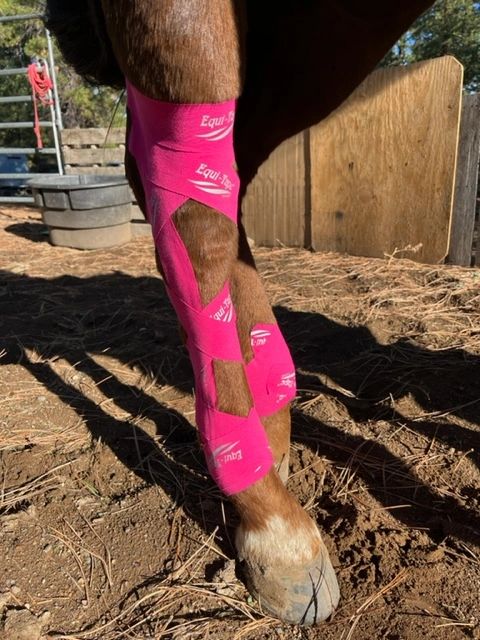 Kinesiology tape for horses