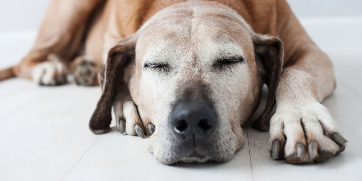 Rugby the rhodesian ridgeback. The heart and soul dog of Sandra Wright