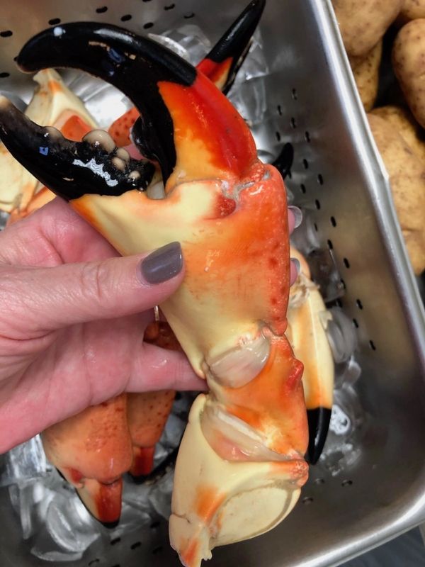 Colossal Florida stone crab claw