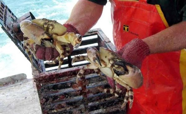 Florida stone crab claw fisherman