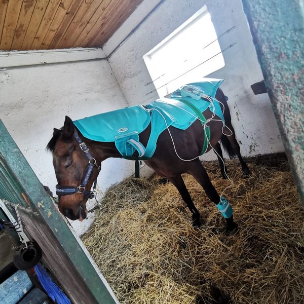 Magnetoterapia konia, koń śpi. Hipo-massage Patryk Kaczmarek.