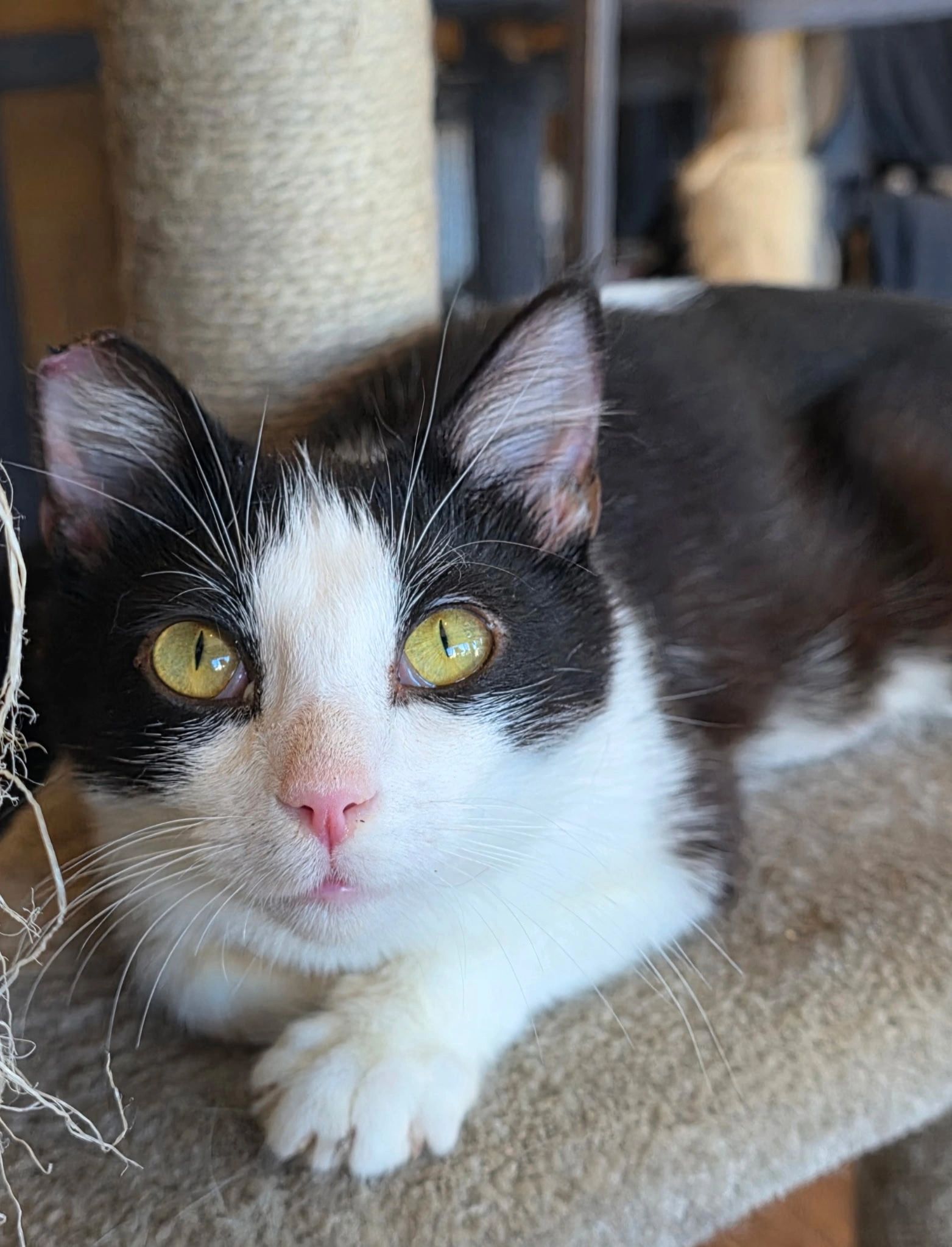 Close-up of a black and white cat with yellow eyes.