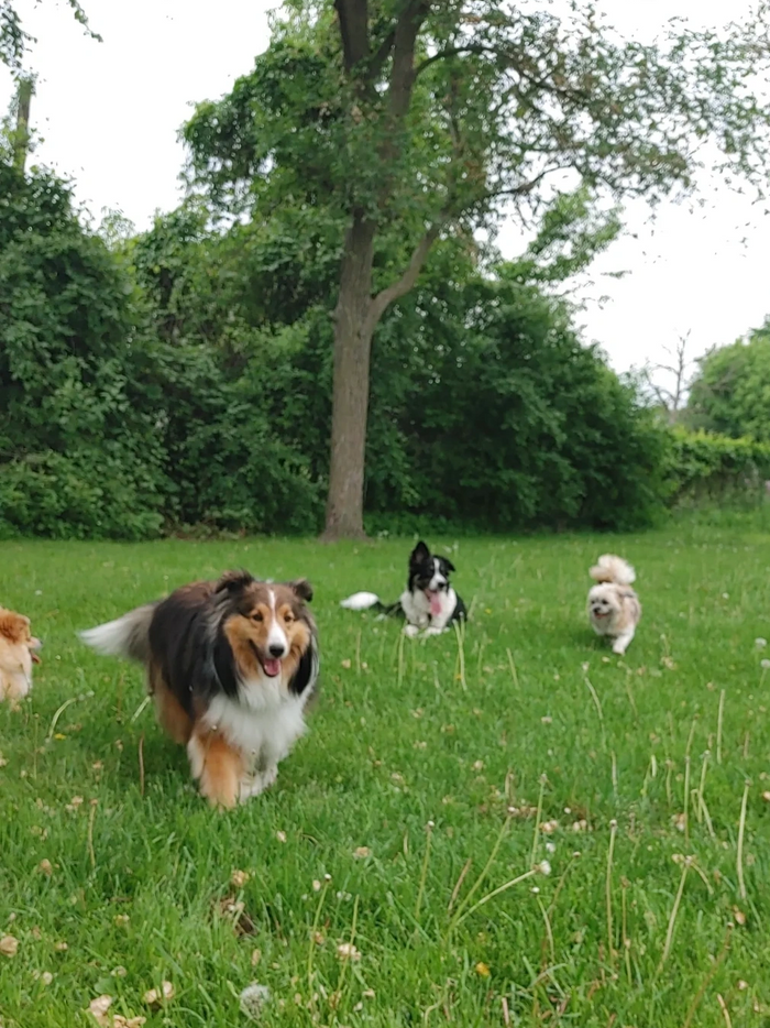 Dog park visit for a pack of dogs. Get Lakeside Leash Club walking for you.
