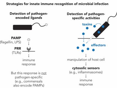 Strategies for innate immune recognition of microbial infection