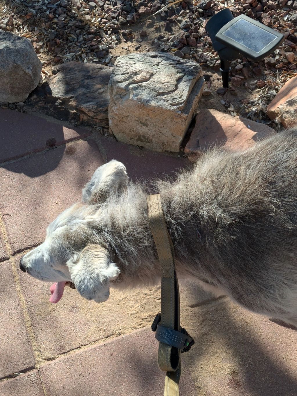 Finally caught after a year of being fed by a Good Samaritan