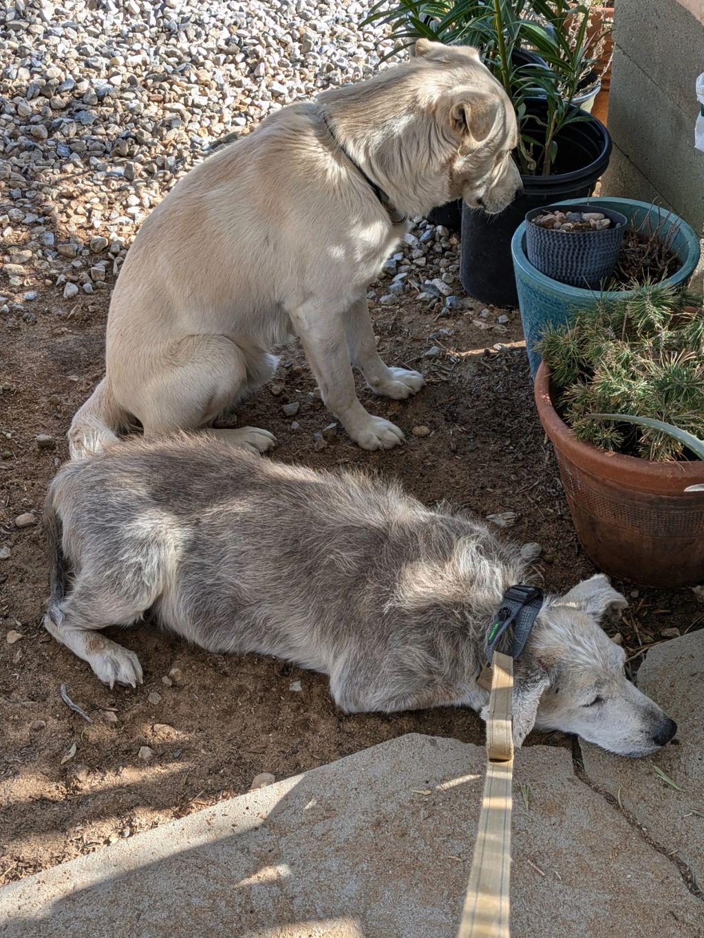 This male is believed to be one of the many puppies that poor Rosie has given birth to in the desert