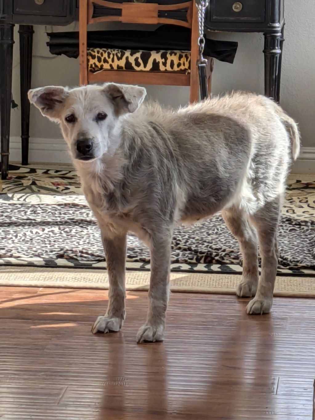 Rosie in the home of the good samaritan who's fed her and many other strays for the past year.