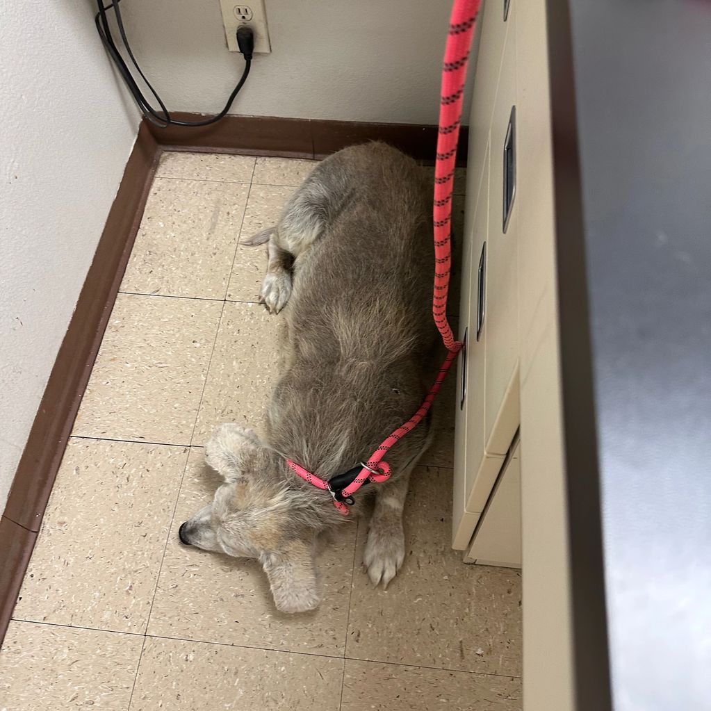 The condition of Rosie's coat is horrific.