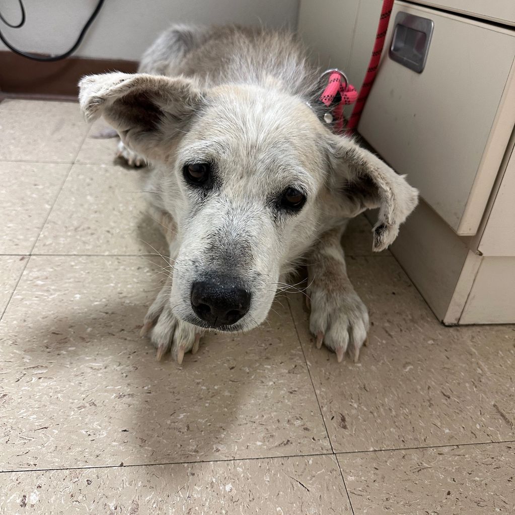 Rosie at the vet brought bad news.