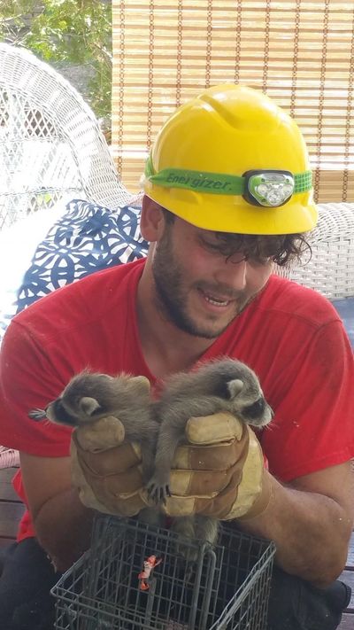 Wildlife removal employee holding two baby raccoons, removed from home
