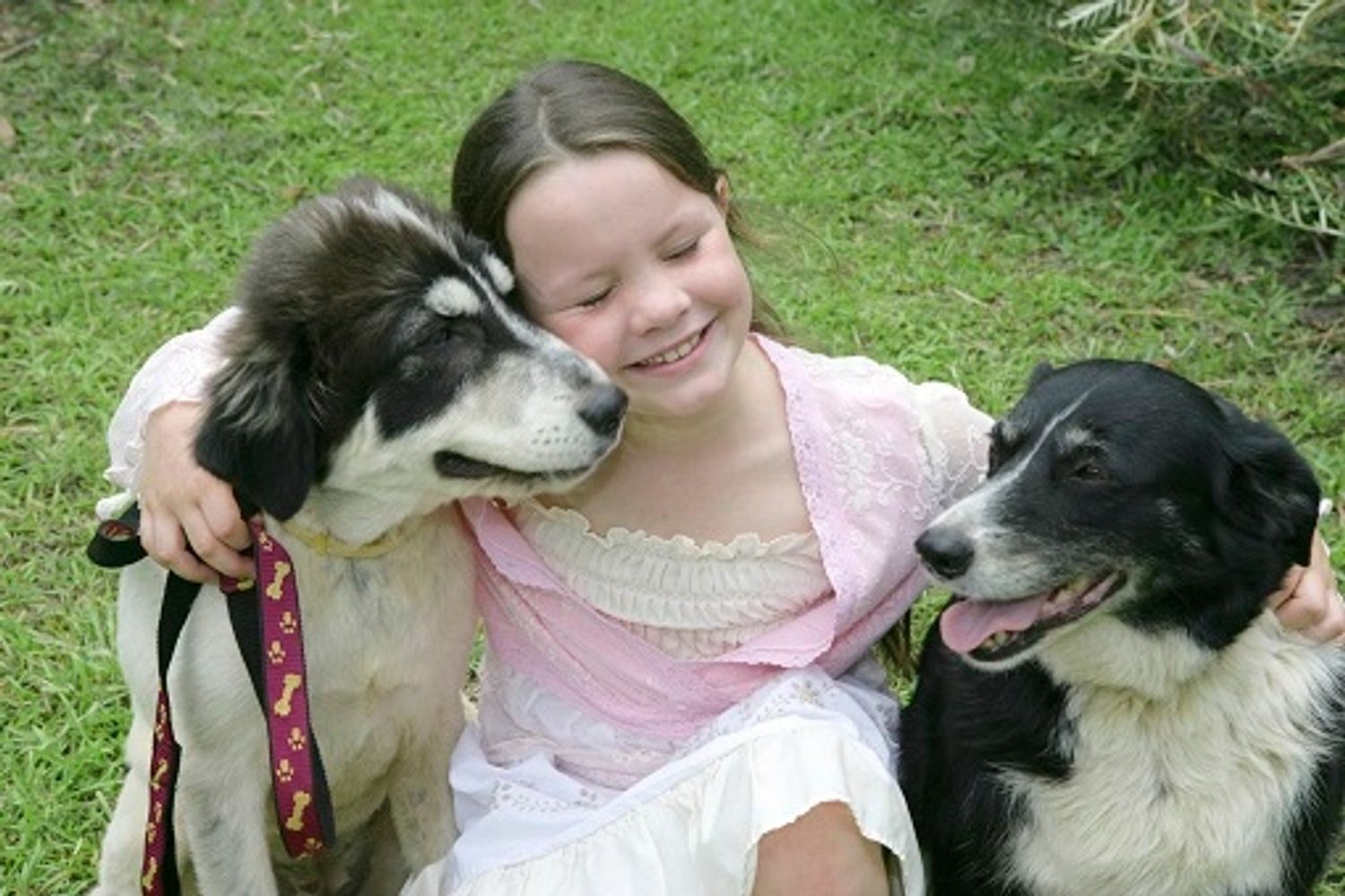 Teaching dogs and people to get along happily and peacefully.