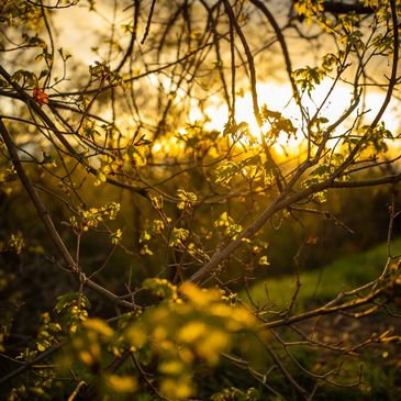 Sunlight filtering through budding tree branches at sunset.